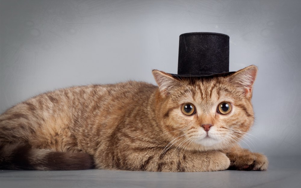 Котенок под шляпой