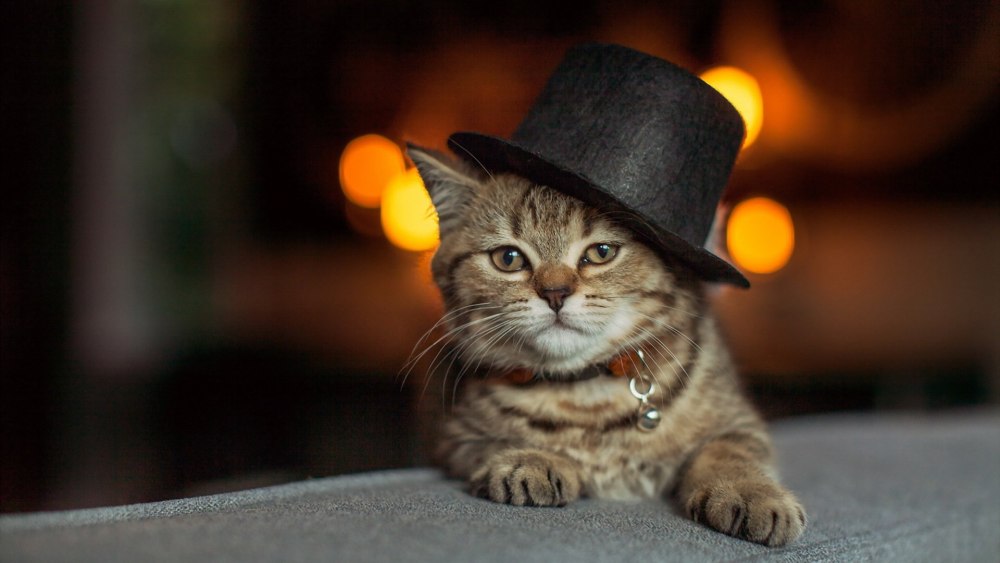 Кот бандит