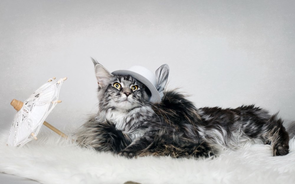 РОБЛОКС Wizard Cat