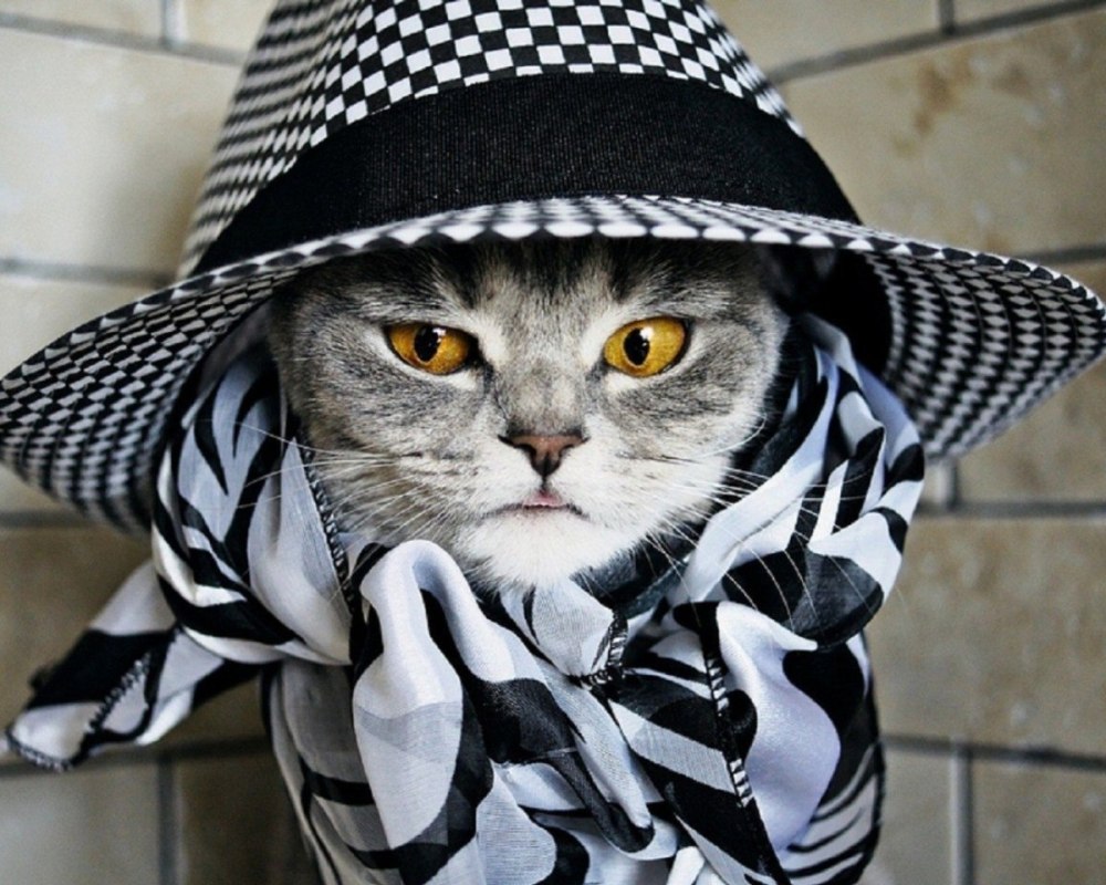 Кот в шляпе в банке