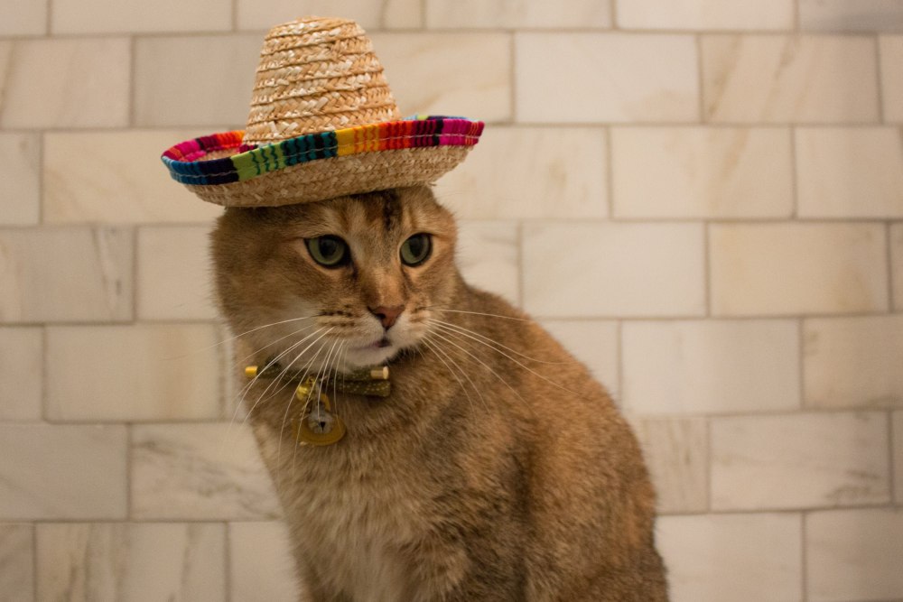 Коты в шляпах