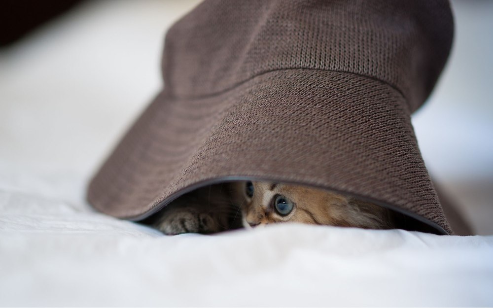 Шляпки из кошачьей шерсти