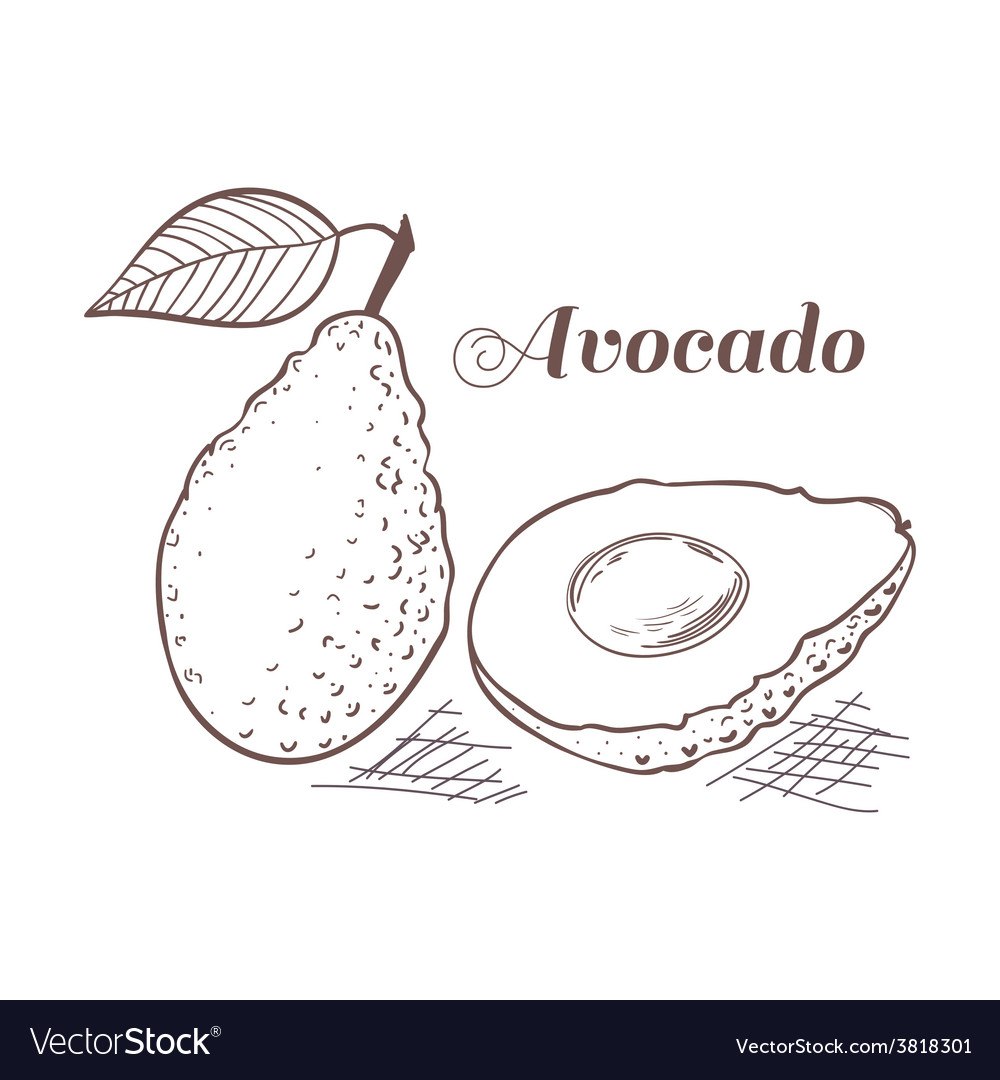 Скетчи раскраска авокадо