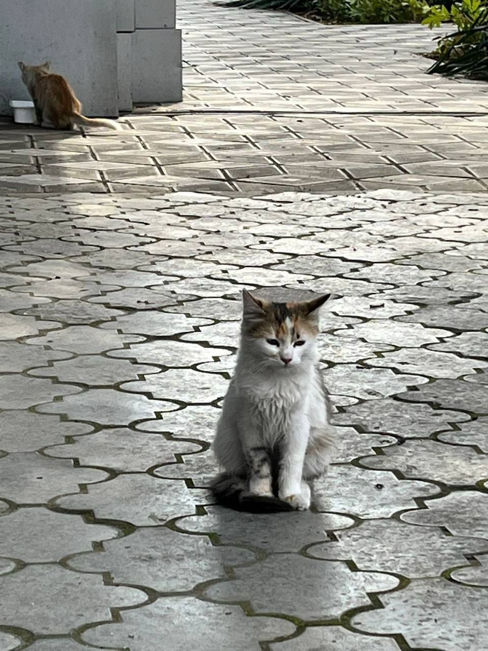 Кошачья лапка рисунок след
