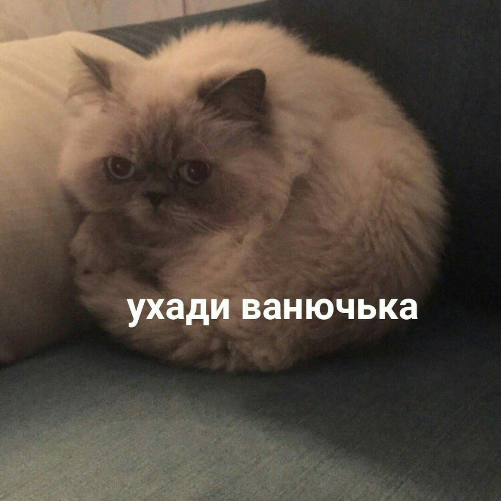 Аниме извини