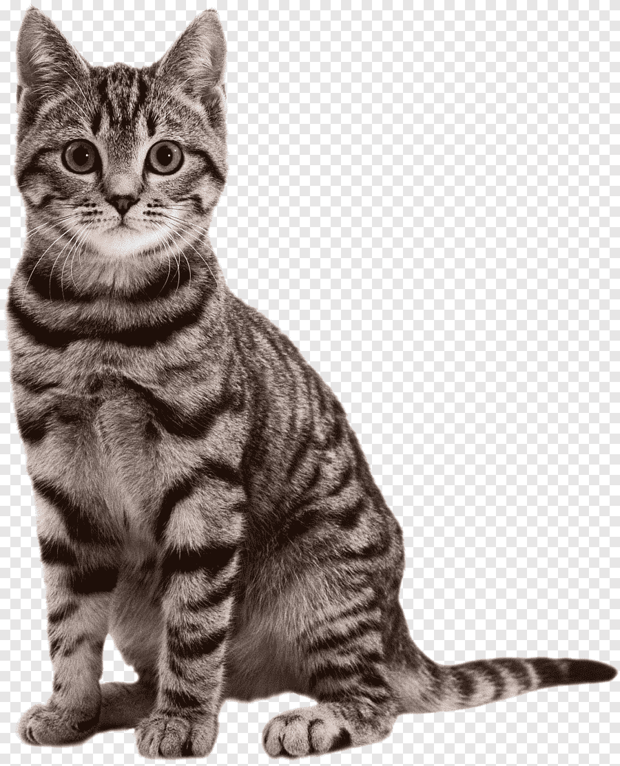 Кошка на прозрачном фоне