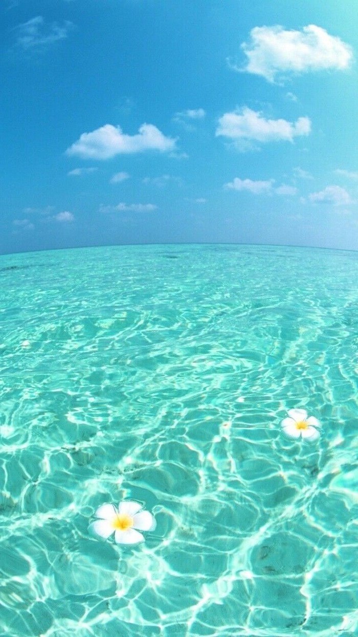 Природа цветы