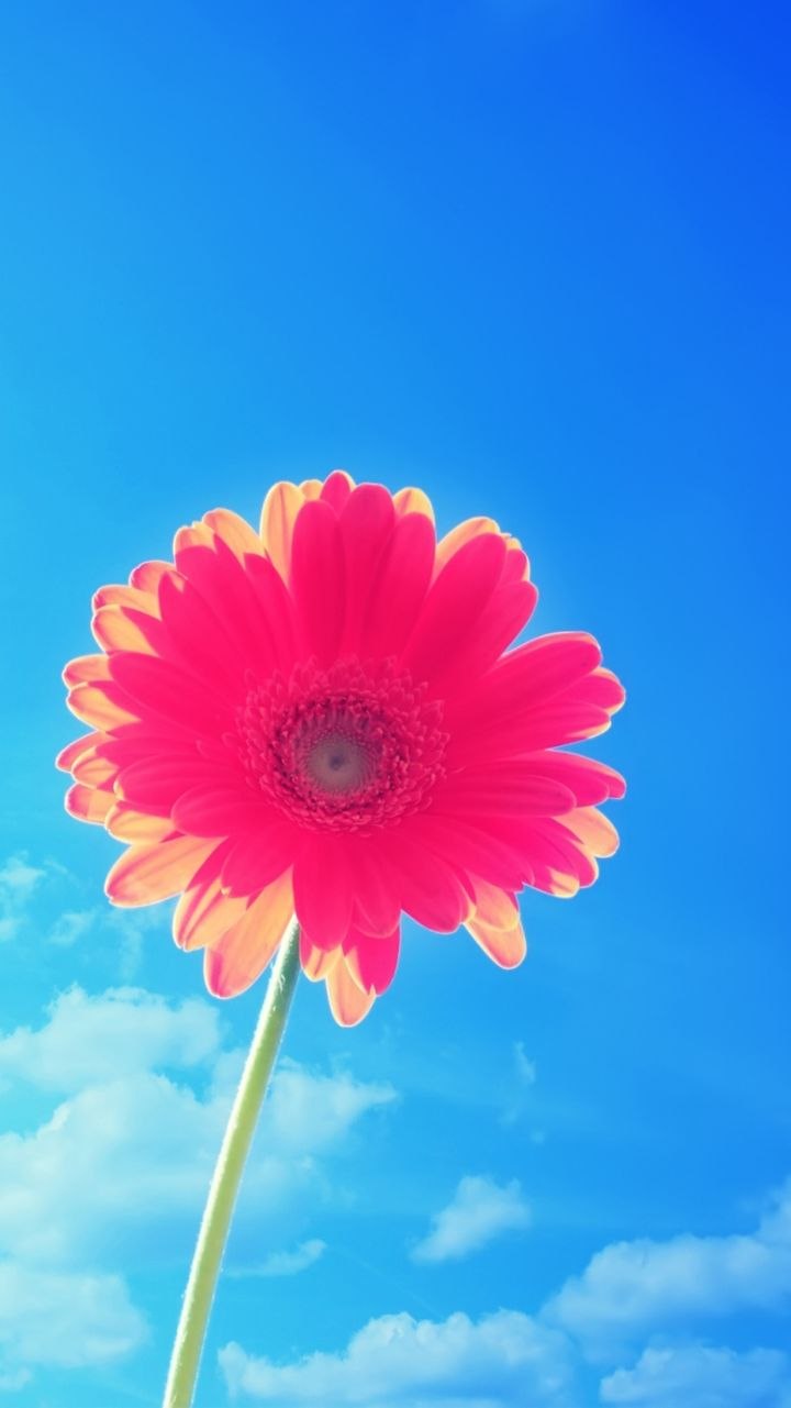 Лето цветы вертикальные