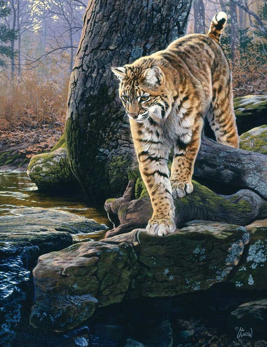 Арты ягуаров