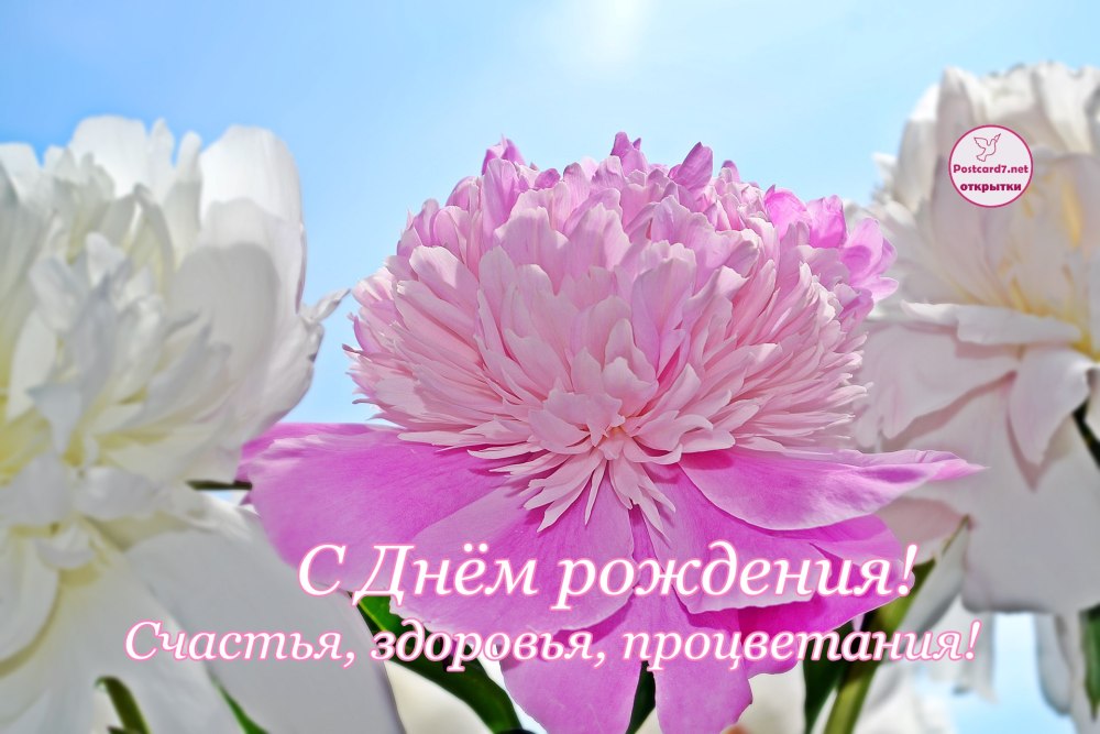 Композиция из пионов