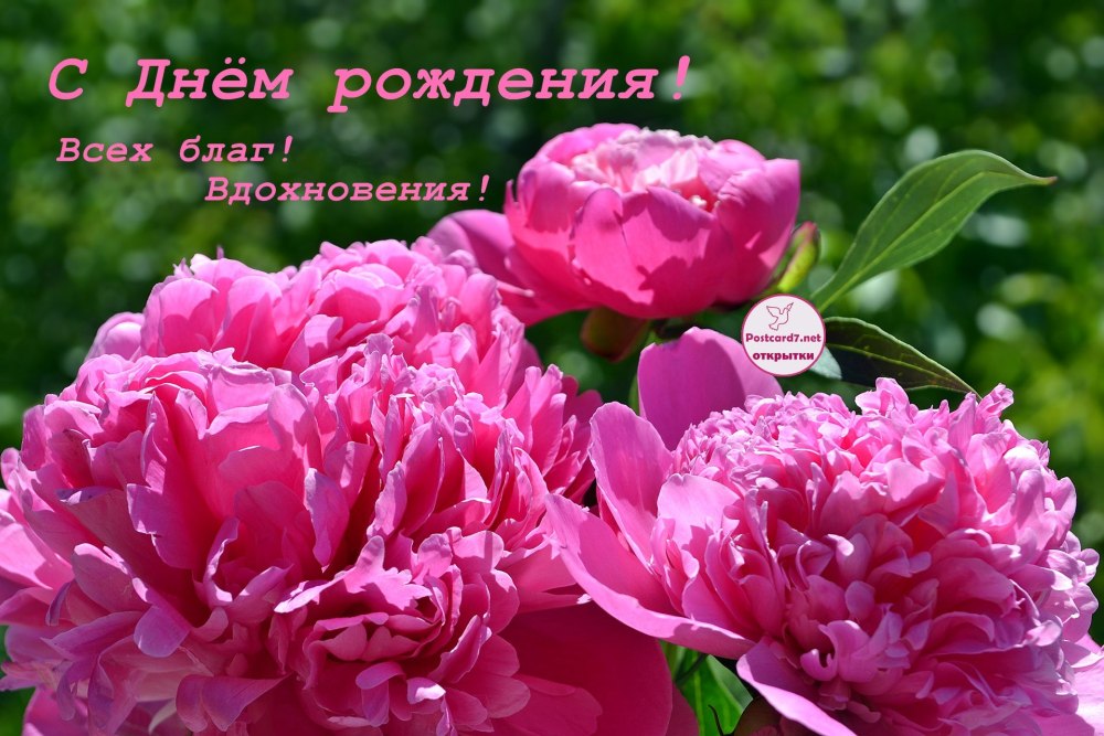Пионовидные розы