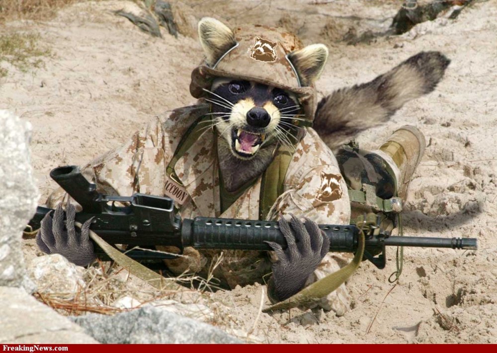 Енот в военной форме