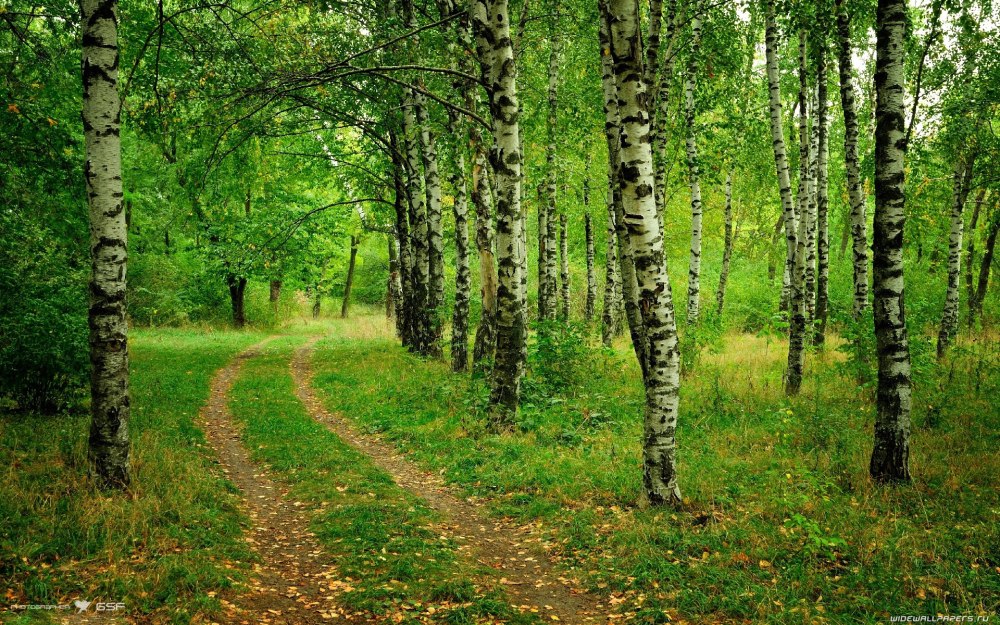 Елово березовый лес
