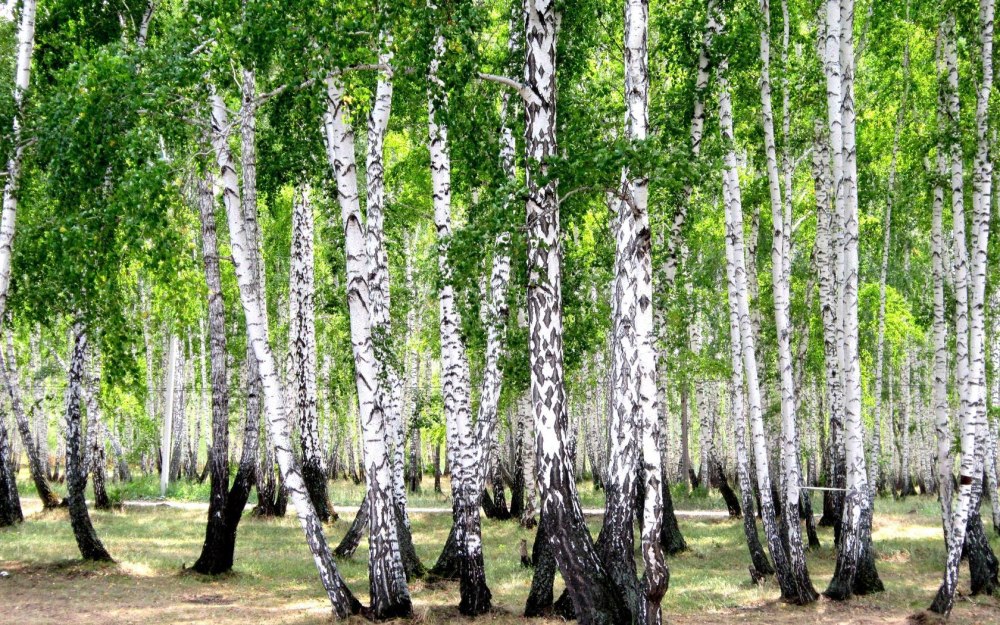 Березняк, Березовая роща
