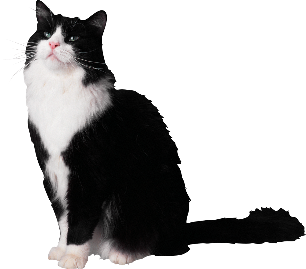 Кошка на прозрачном фоне