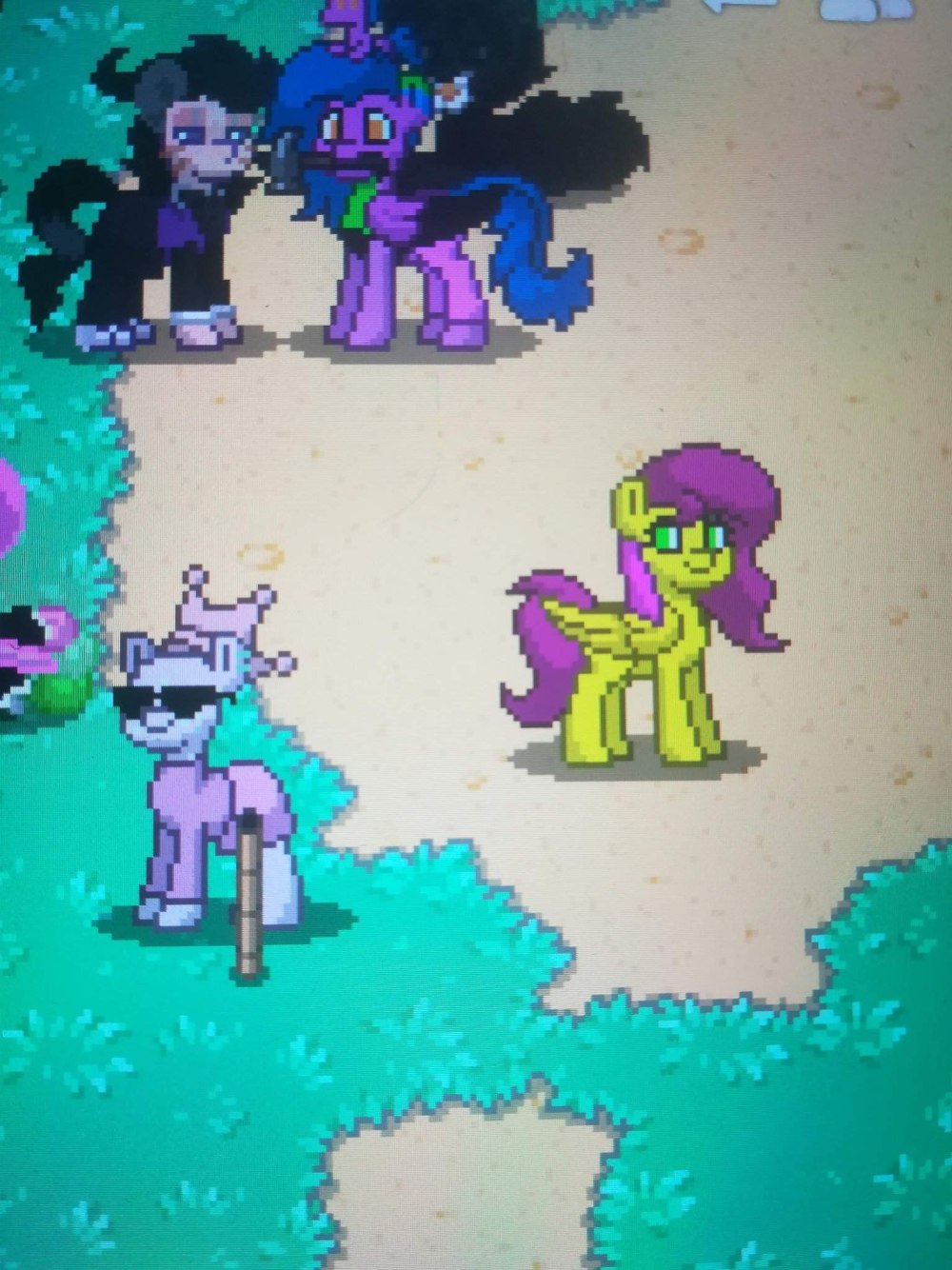 Orchid Pony