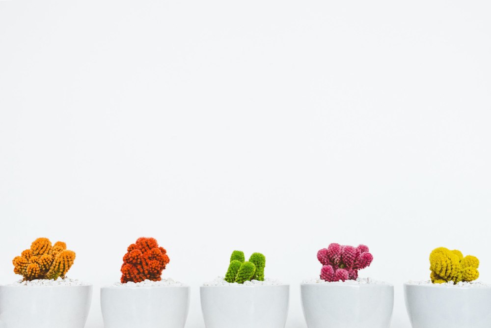Эвкалипт Minimalist