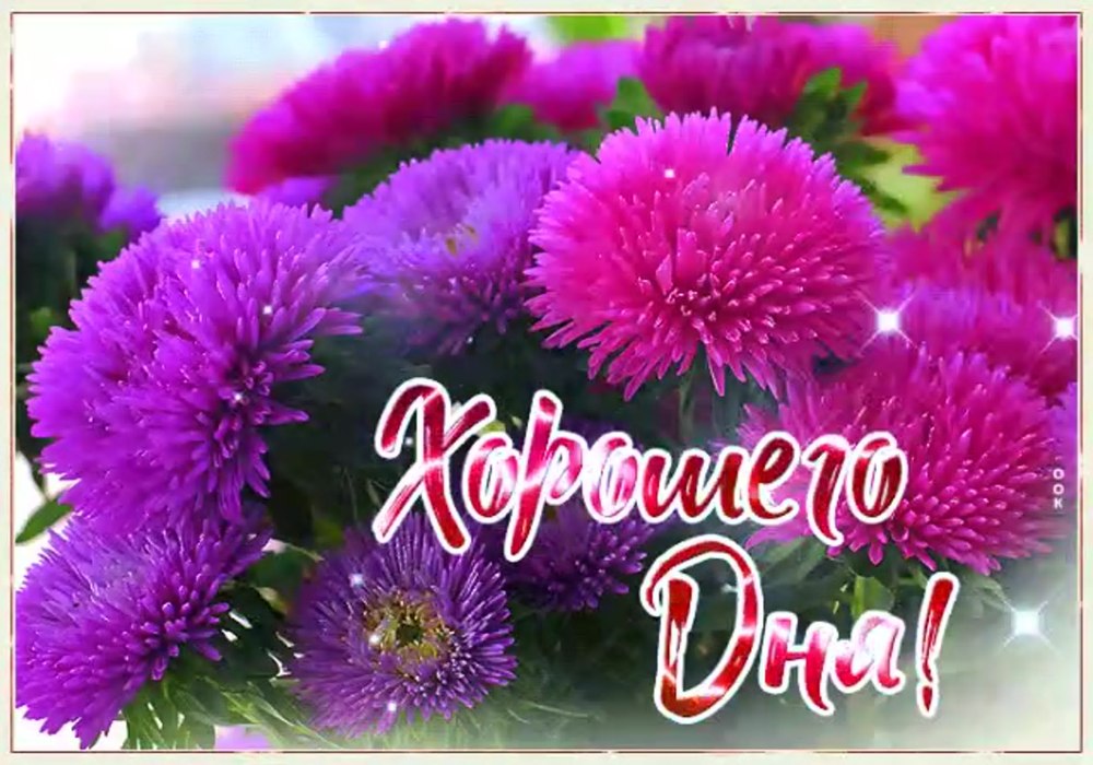 Яркие полевые цветы