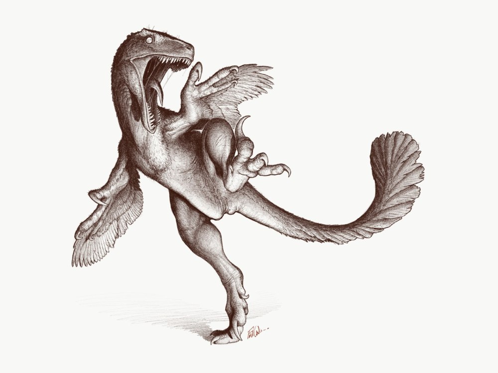 Velociraptor анатомия