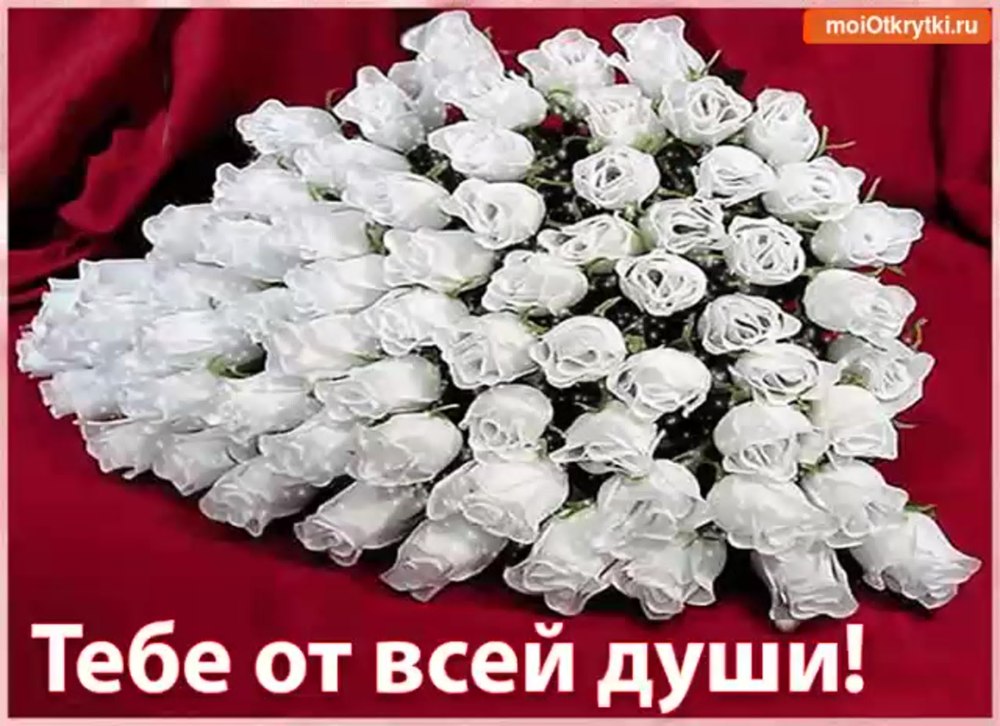 Цветы белые розы