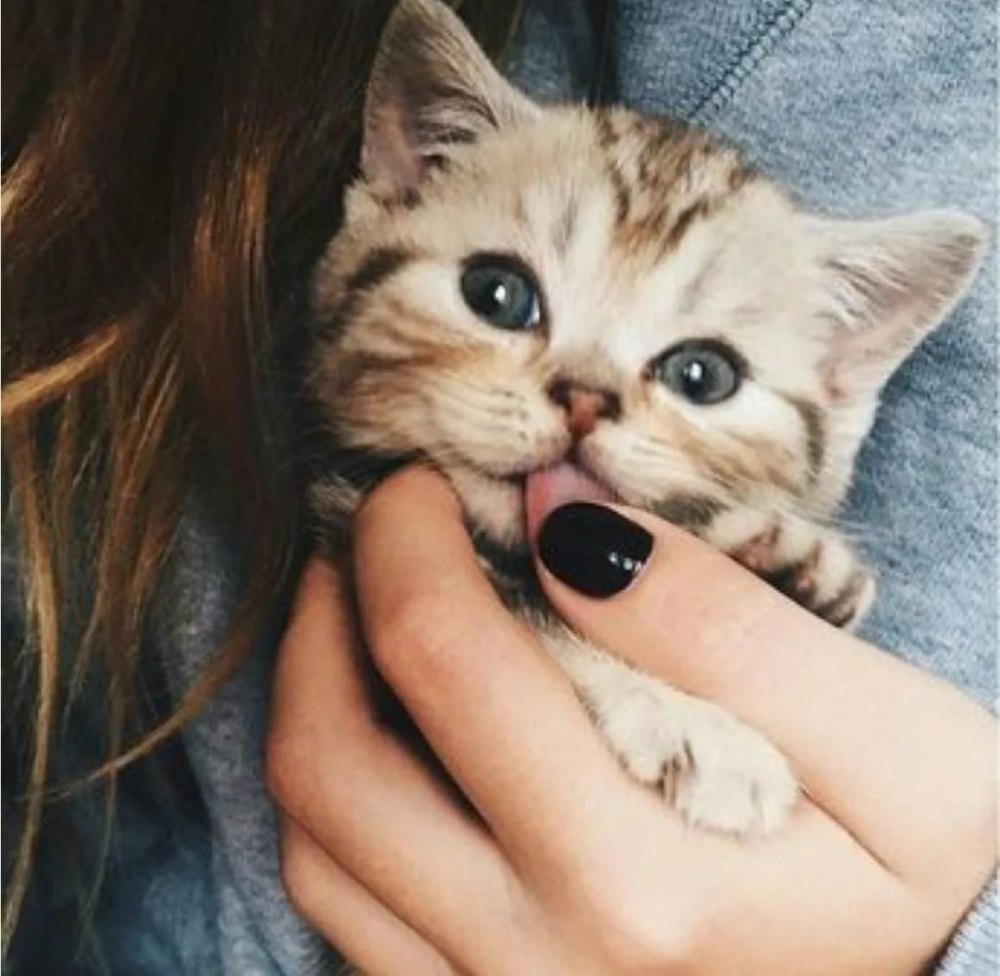 Кот в наушниках