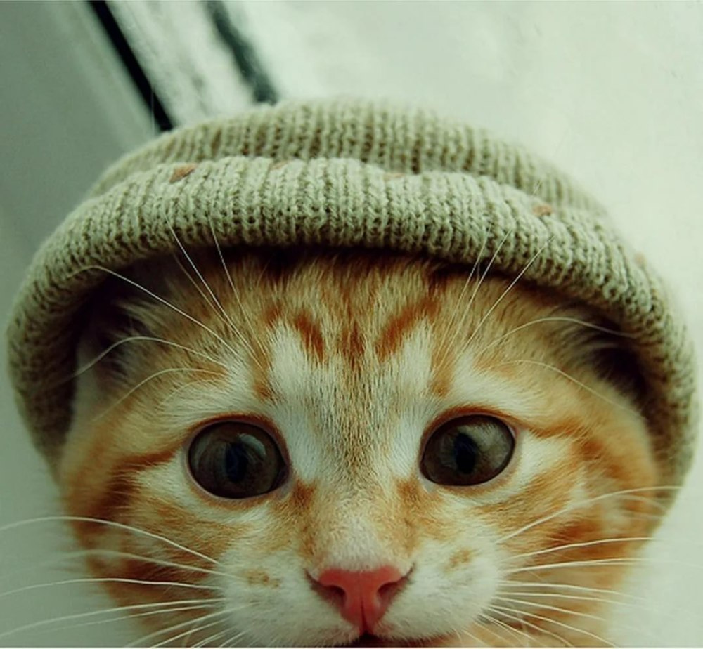 Котик с большими глазами