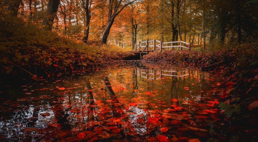 Красные листья на воде