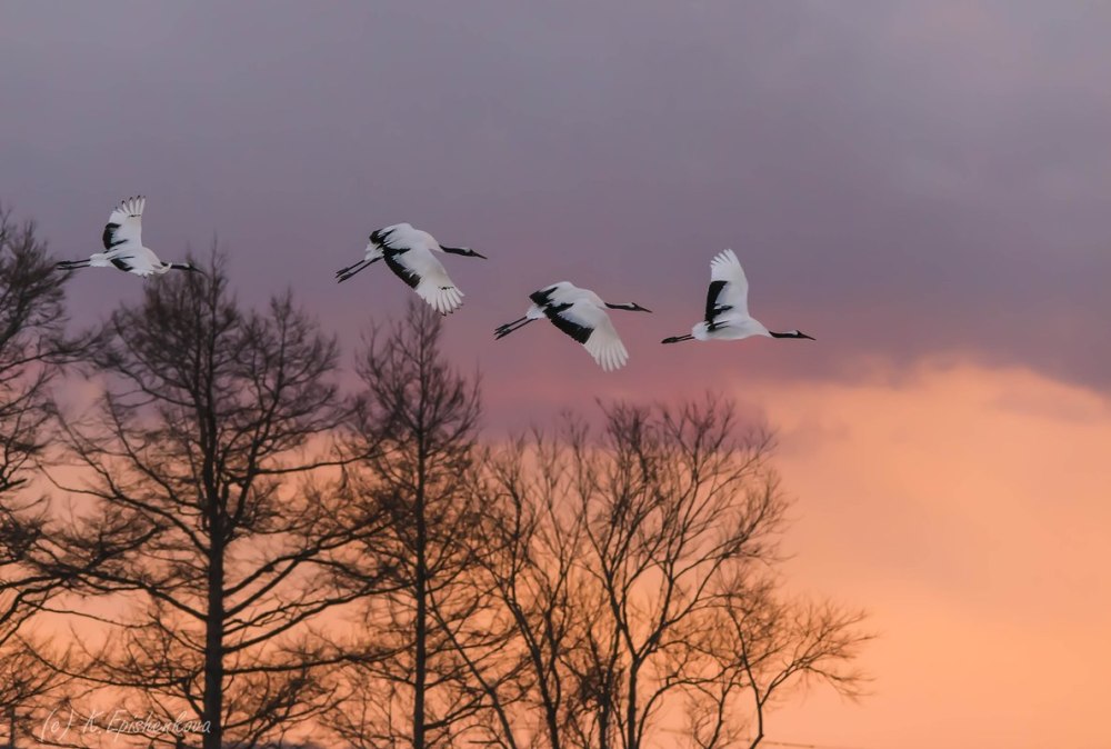 Flight of Freedom