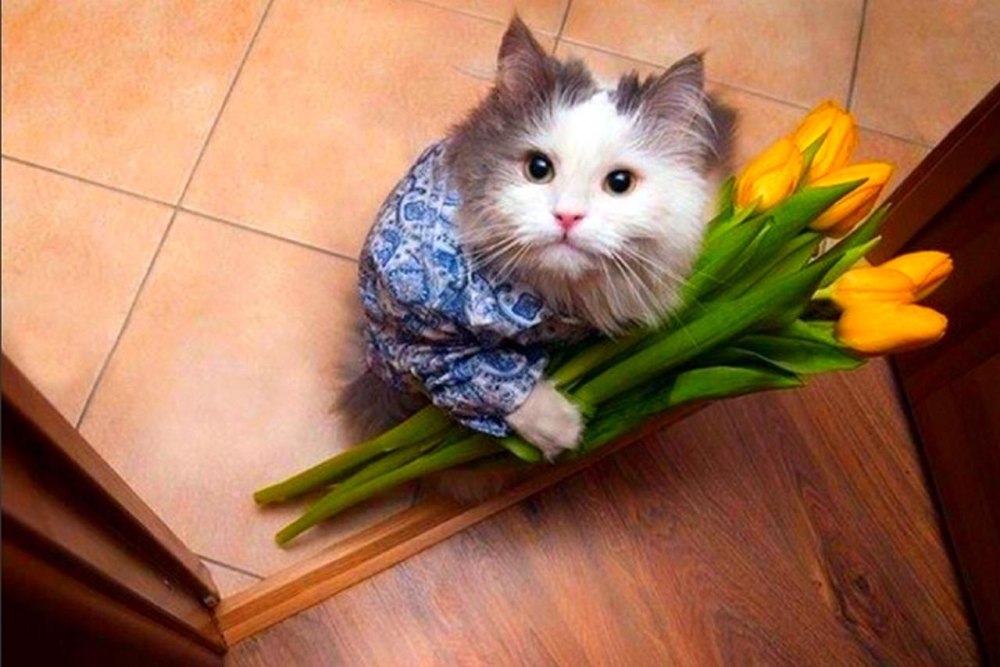 Май Сан аниме этот глупый Свин