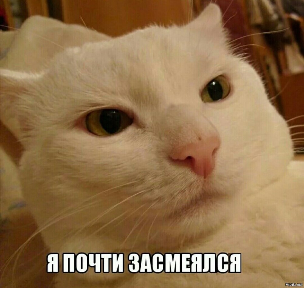 Грустный котик