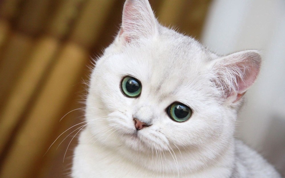 Милые пикчи с котами для друзей