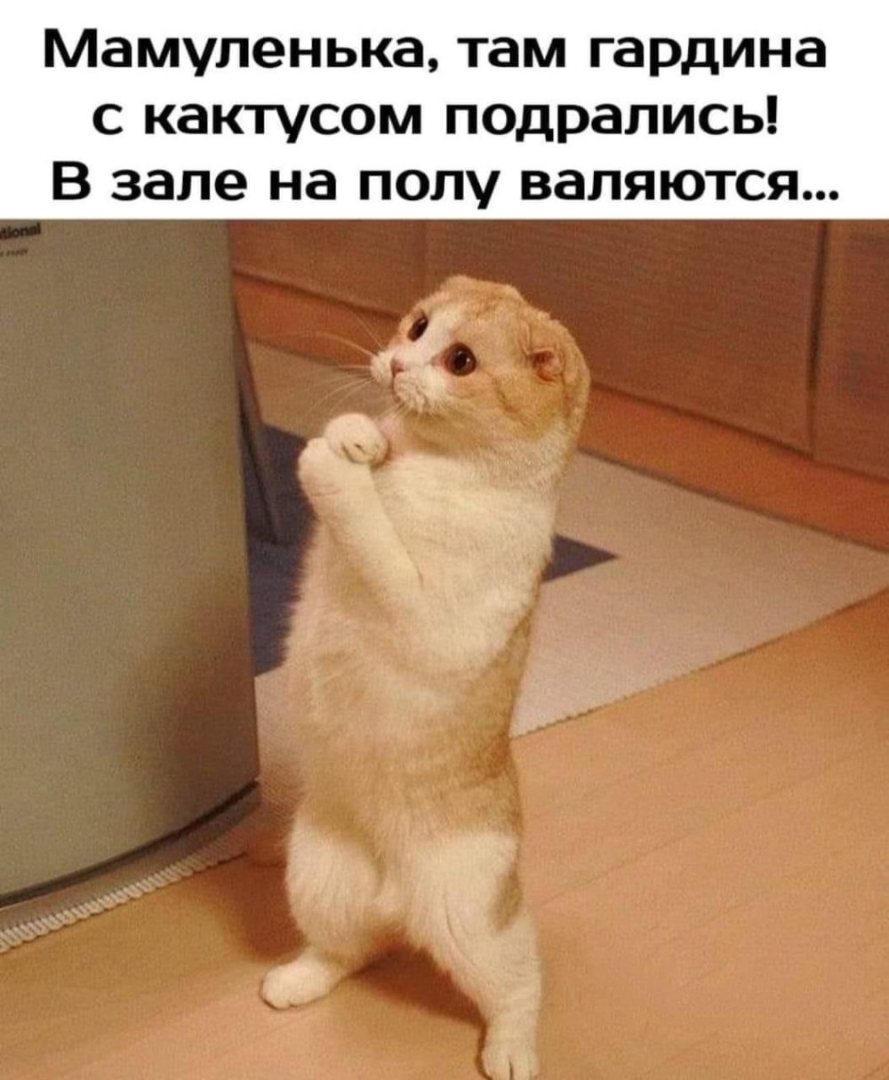 Умоляющий взгляд аниме