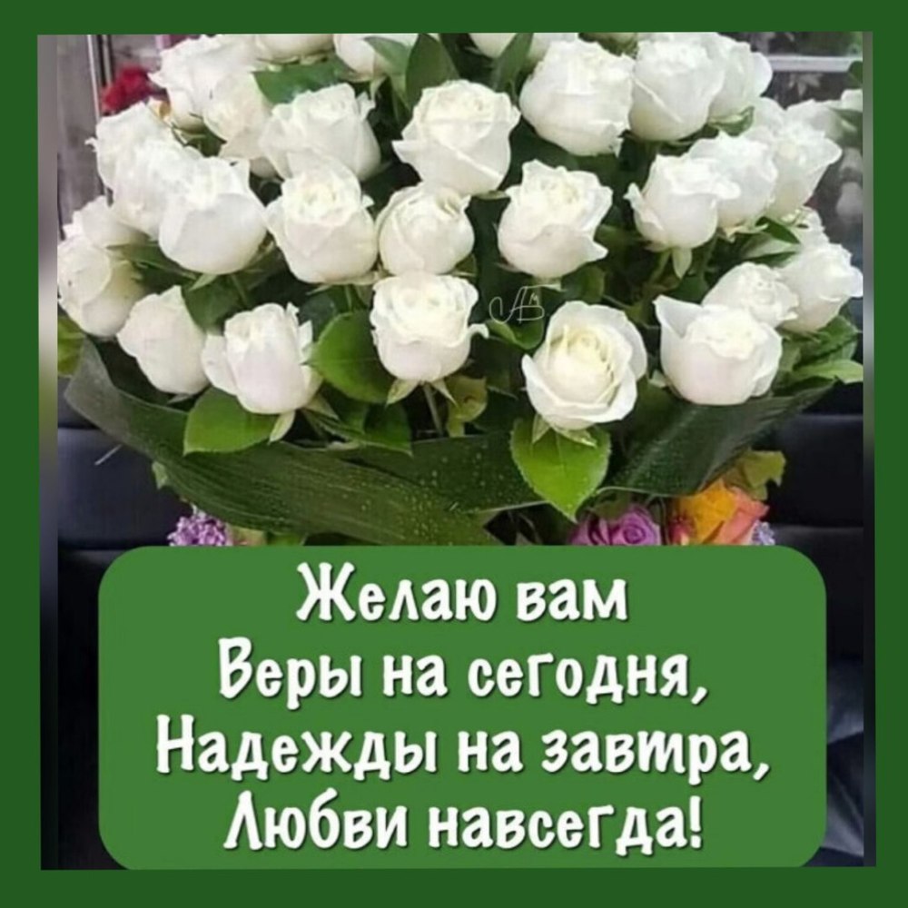 Дробрае утра сбелыби розами