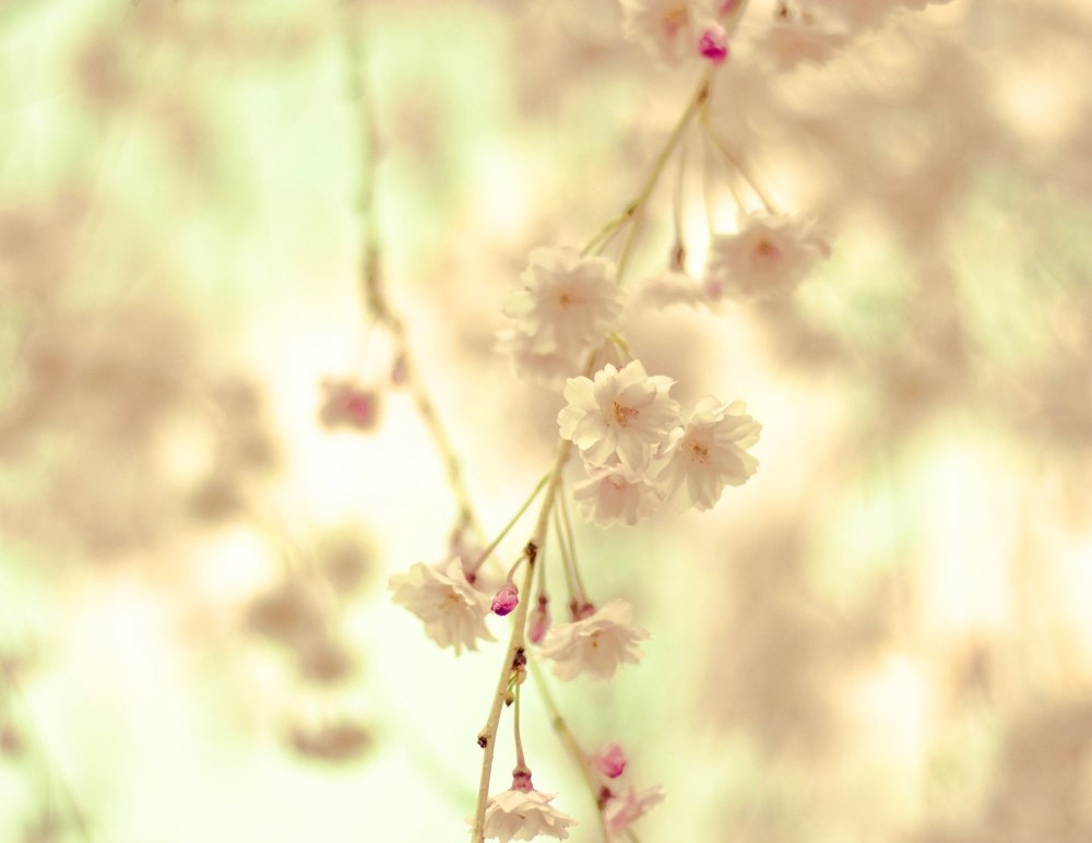 Блоссом (Blossom)