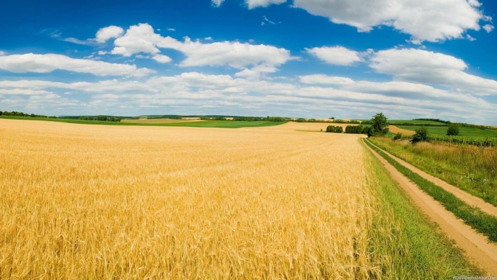 Поле рожь Кубань панорама