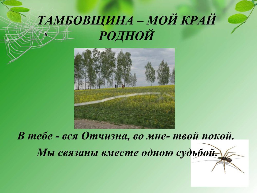 Сертификат родной край фото