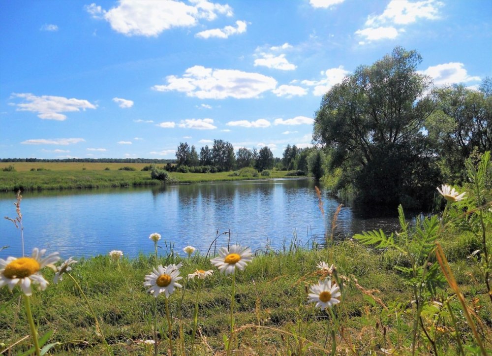 Берёзовая крона и река