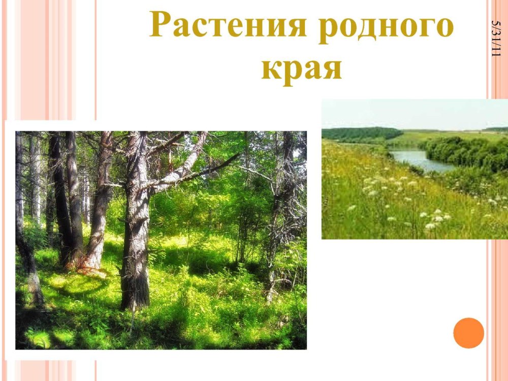 Луга разнотравье Пермского края