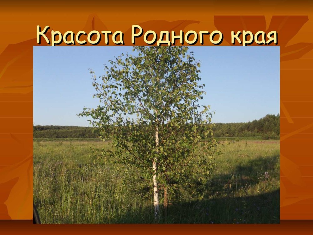 Проект мой родной край