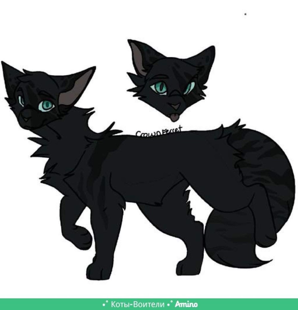 Коты Воители Кедрозвезд