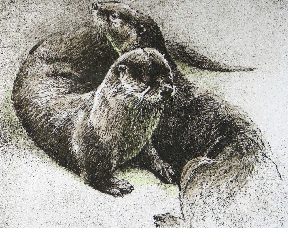 Otter Ocean раскраска