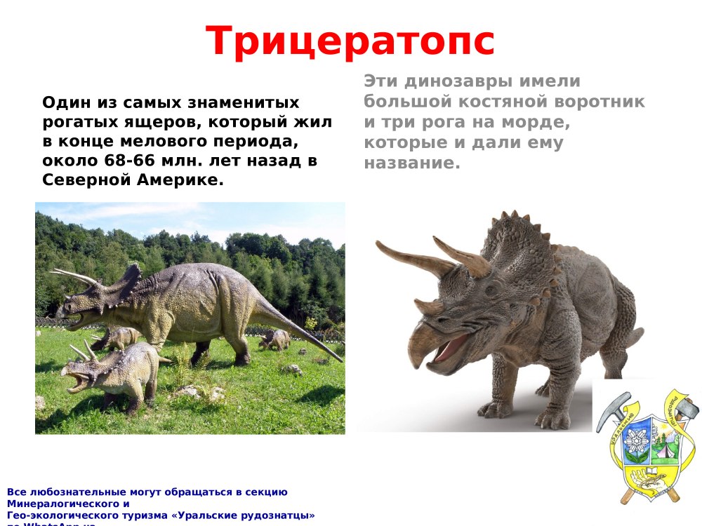 Доклад про динозавра Трицератопса