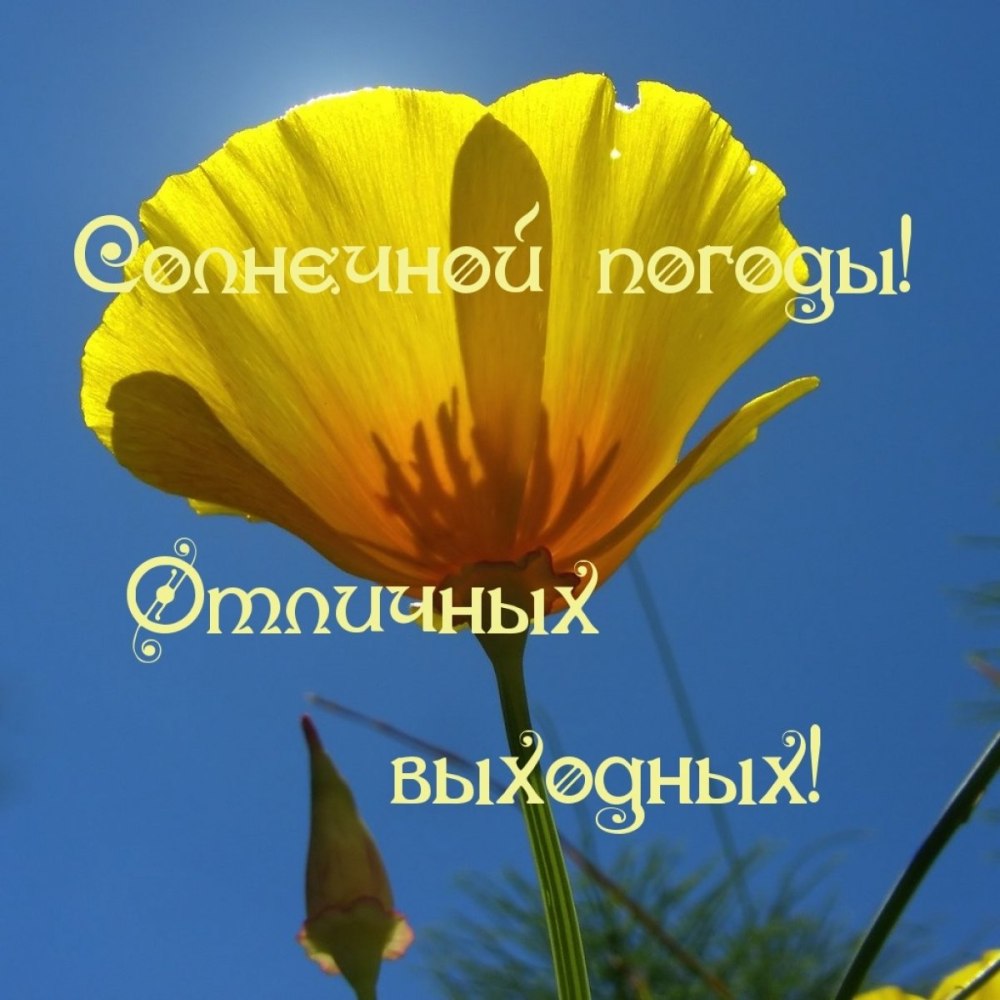 Чудесного дня ромашки