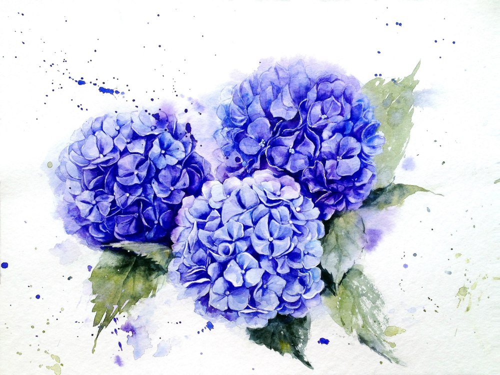 Гидрангея Aquarelle