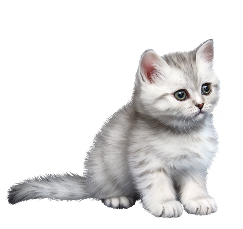 Кот сидит силуэт