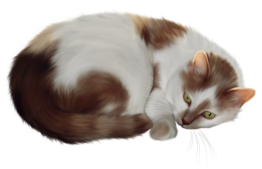 Кот контурный рисунок