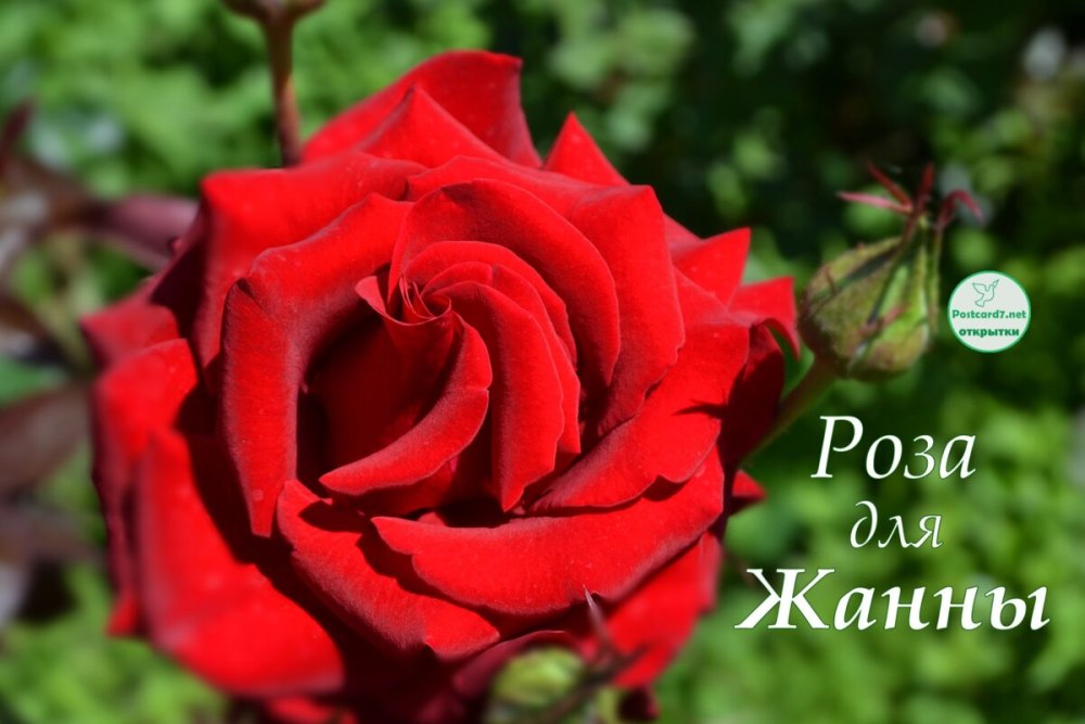 С днём рождения Аллочка
