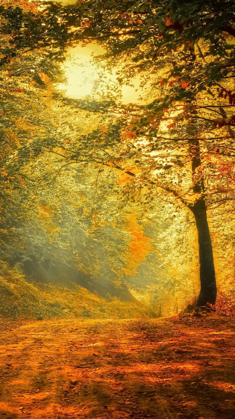 Осенний лес