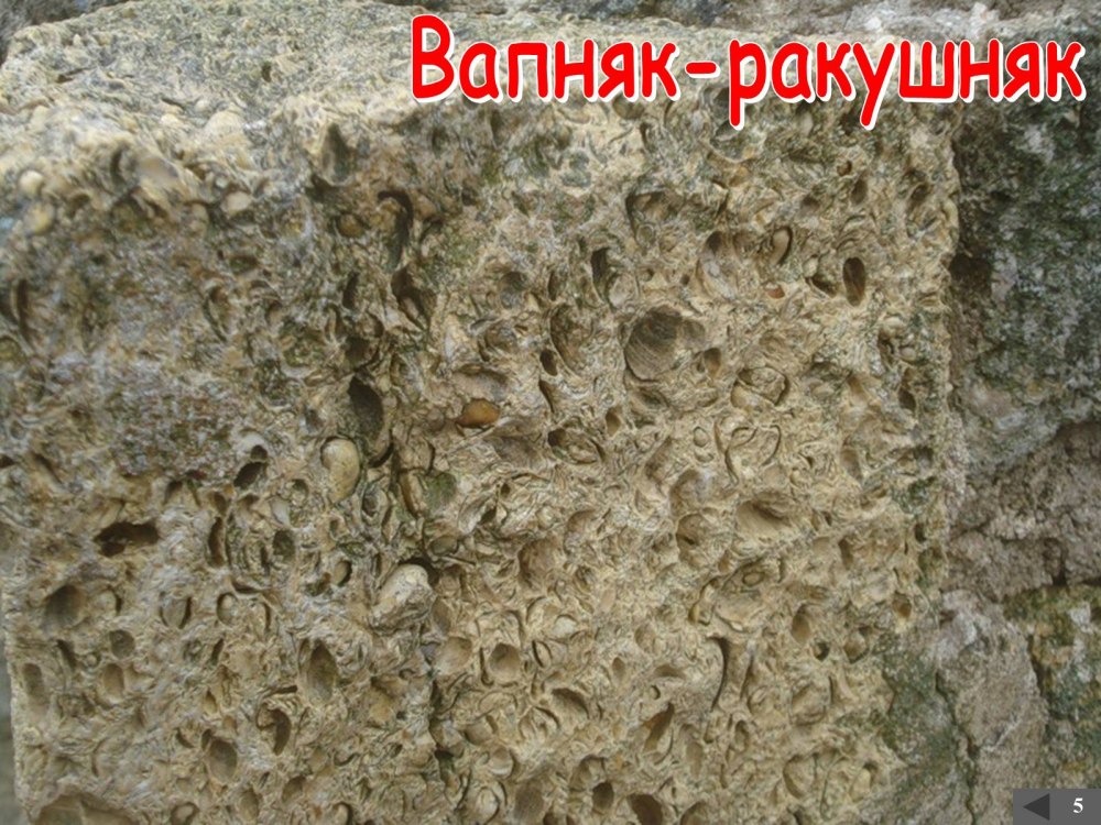 Жетыбайский ракушечник