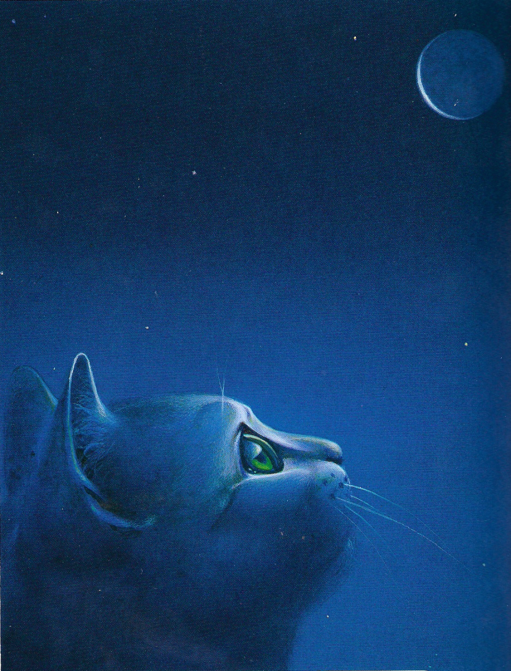 Кот ночью